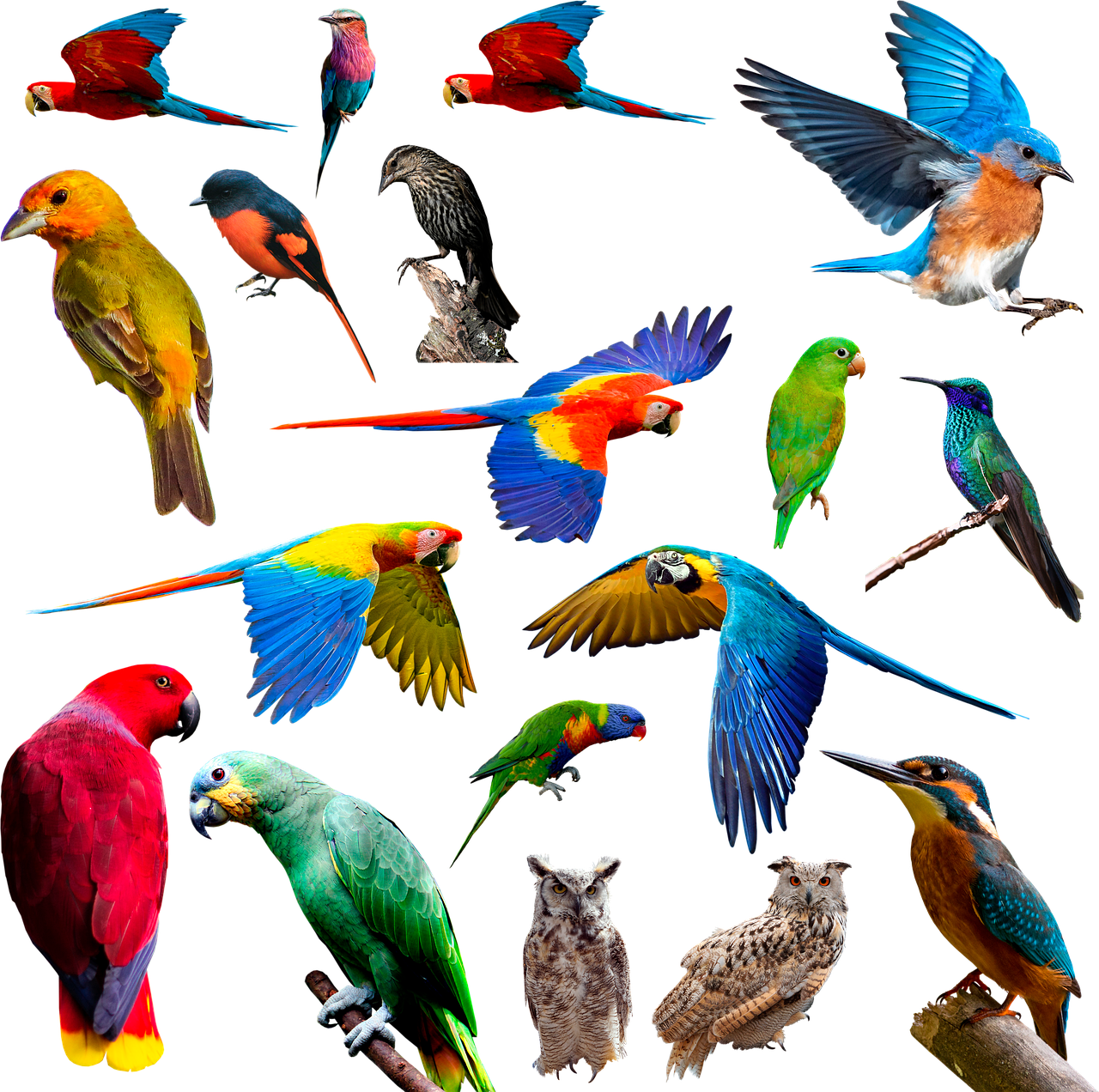 How can we save birds and animals? 