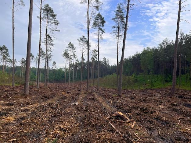 Why is it wrong to cut down trees? 