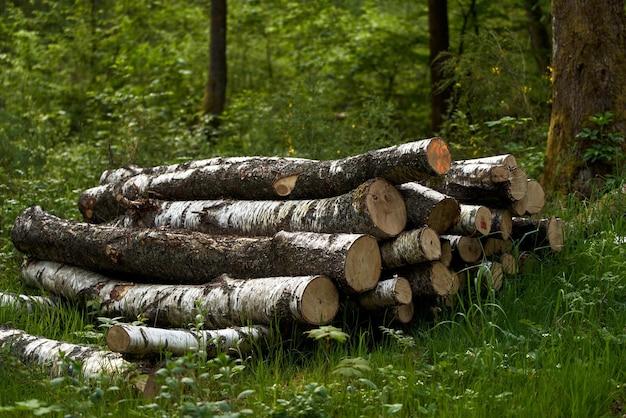 Why is it wrong to cut down trees? 