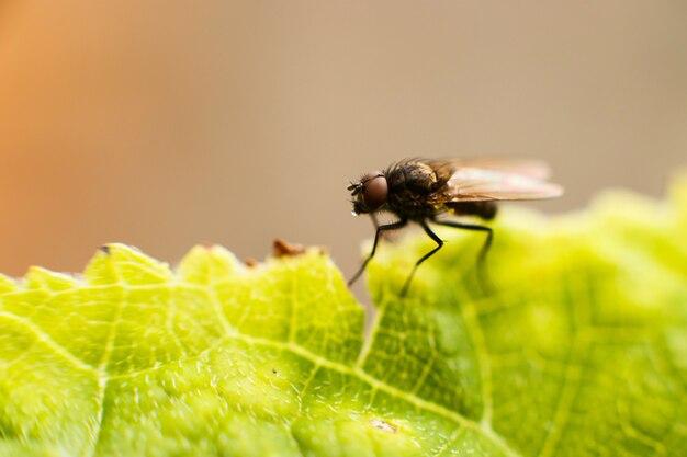 What are the small flies that fly in circles? 