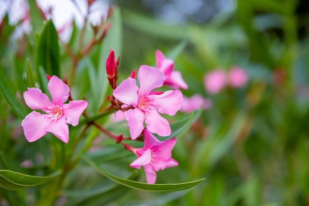 Why Spring is the best season essay? 