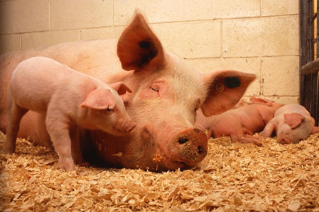 Why did they call it the Bay of Pigs? 