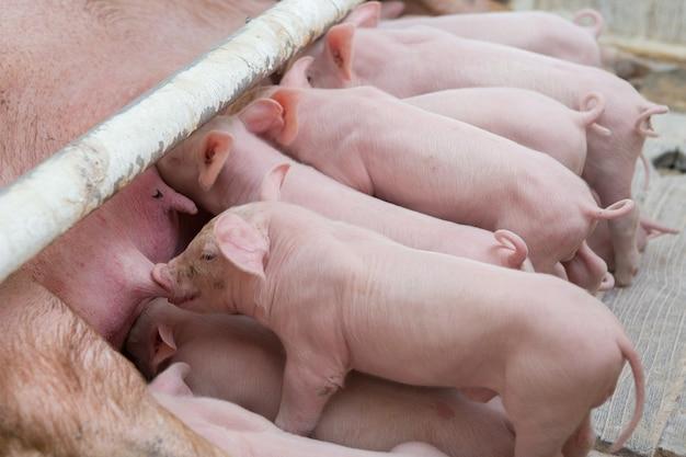 Why did they call it the Bay of Pigs? 