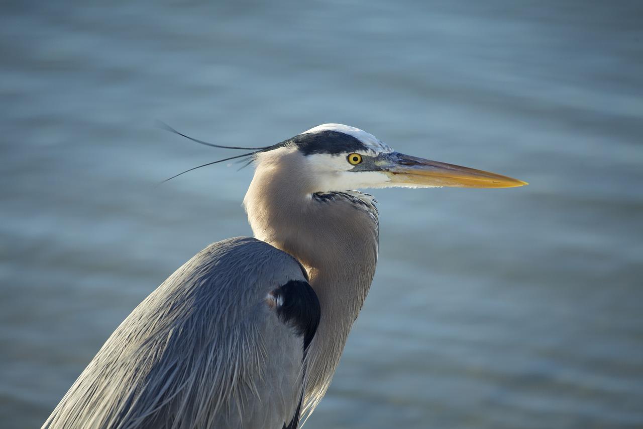 Is the blue heron an omnivore? 