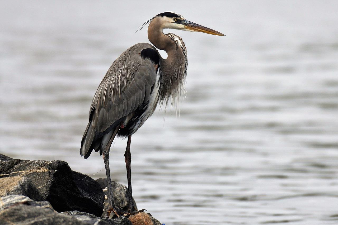 Is the blue heron an omnivore? 