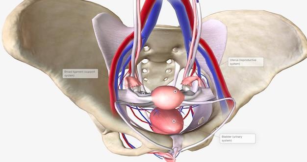 Which body cavity would have to be opened for the removal of the uterus or womb? 