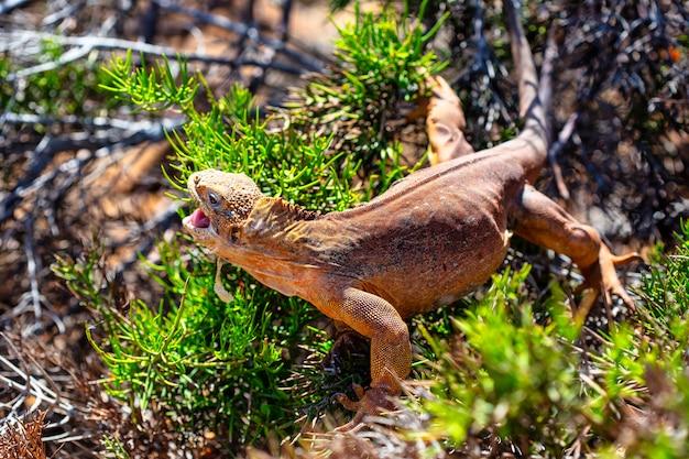 What land animals live on tropical islands? 
