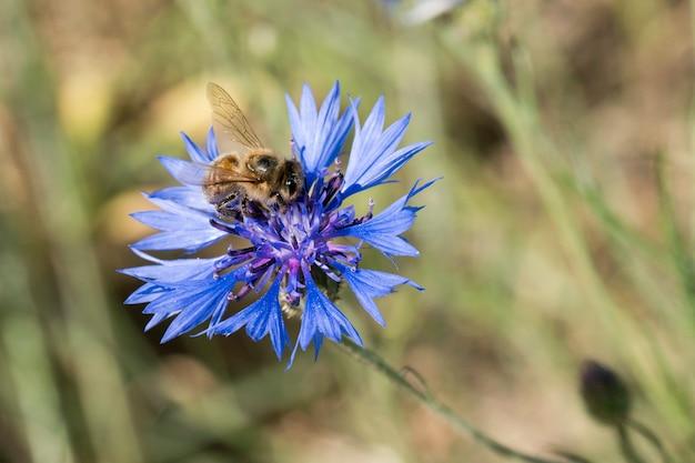 What are the disadvantages of bee? 
