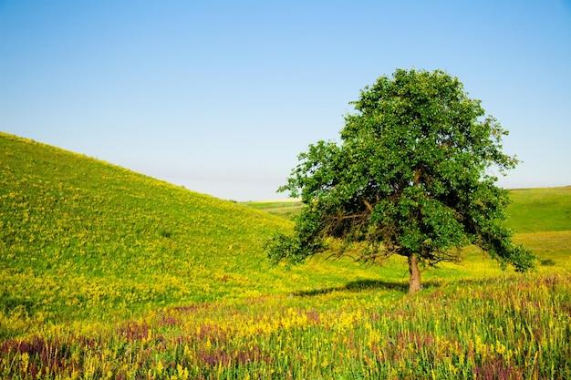 What are the characteristics of a prairie? 