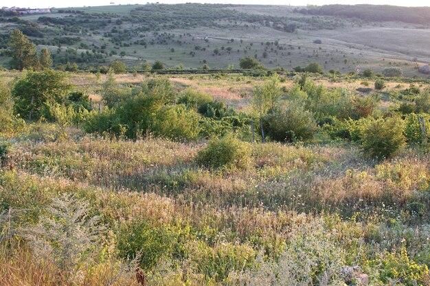 What are the characteristics of a prairie? 