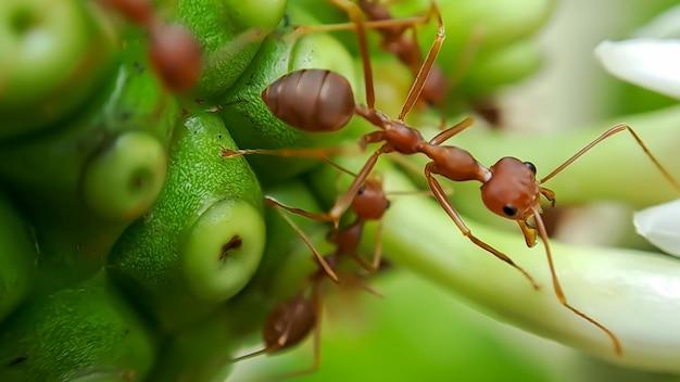 What is the relationship between silverfish and army ants? 