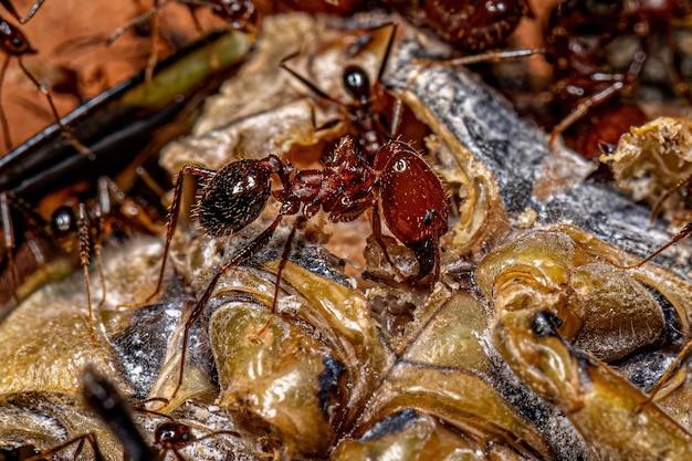 What is the relationship between silverfish and army ants? 