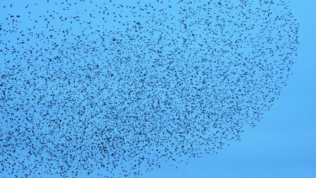 What is a large swarm of birds called? 