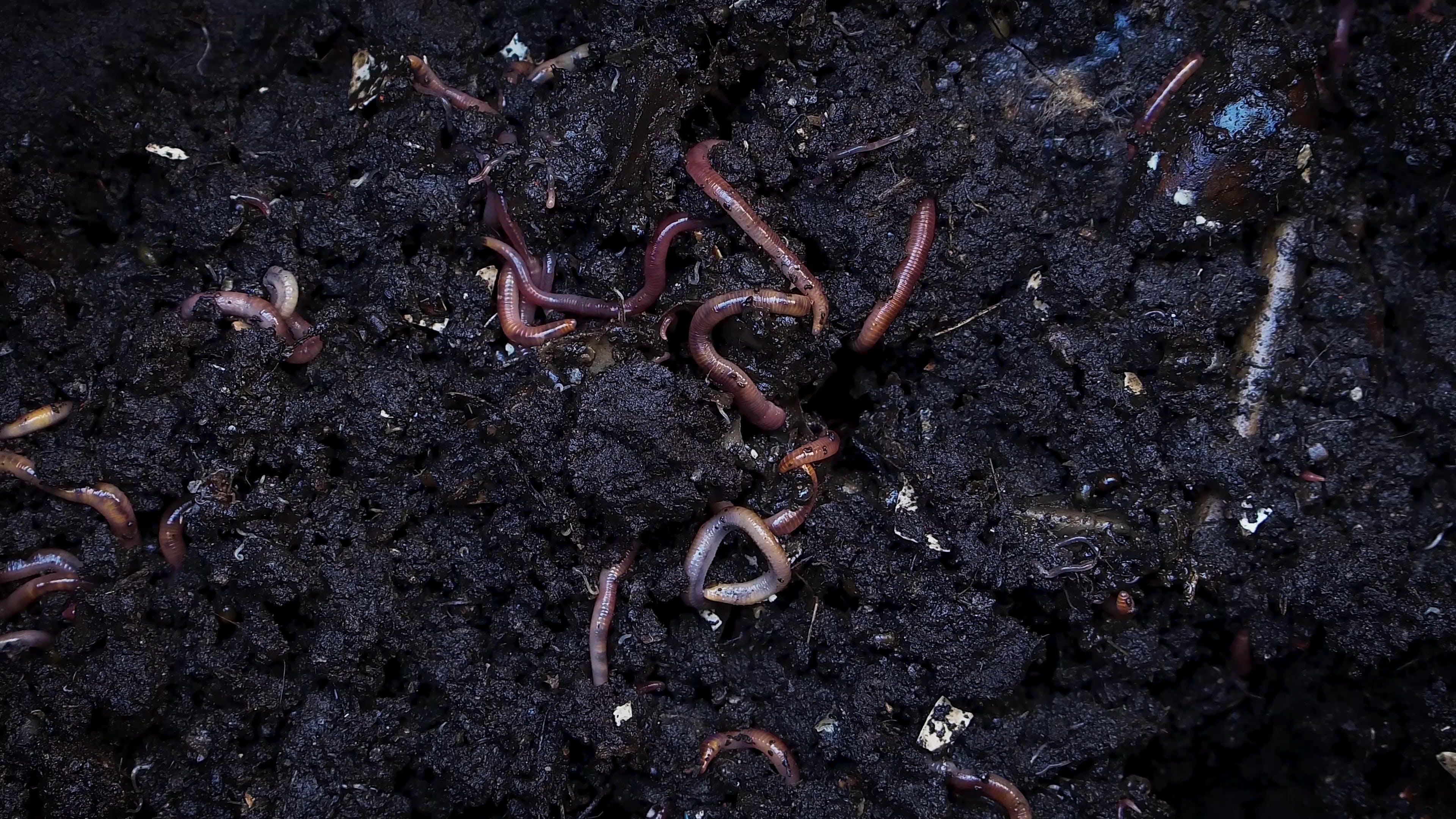 What do you use to measure an earthworm? 