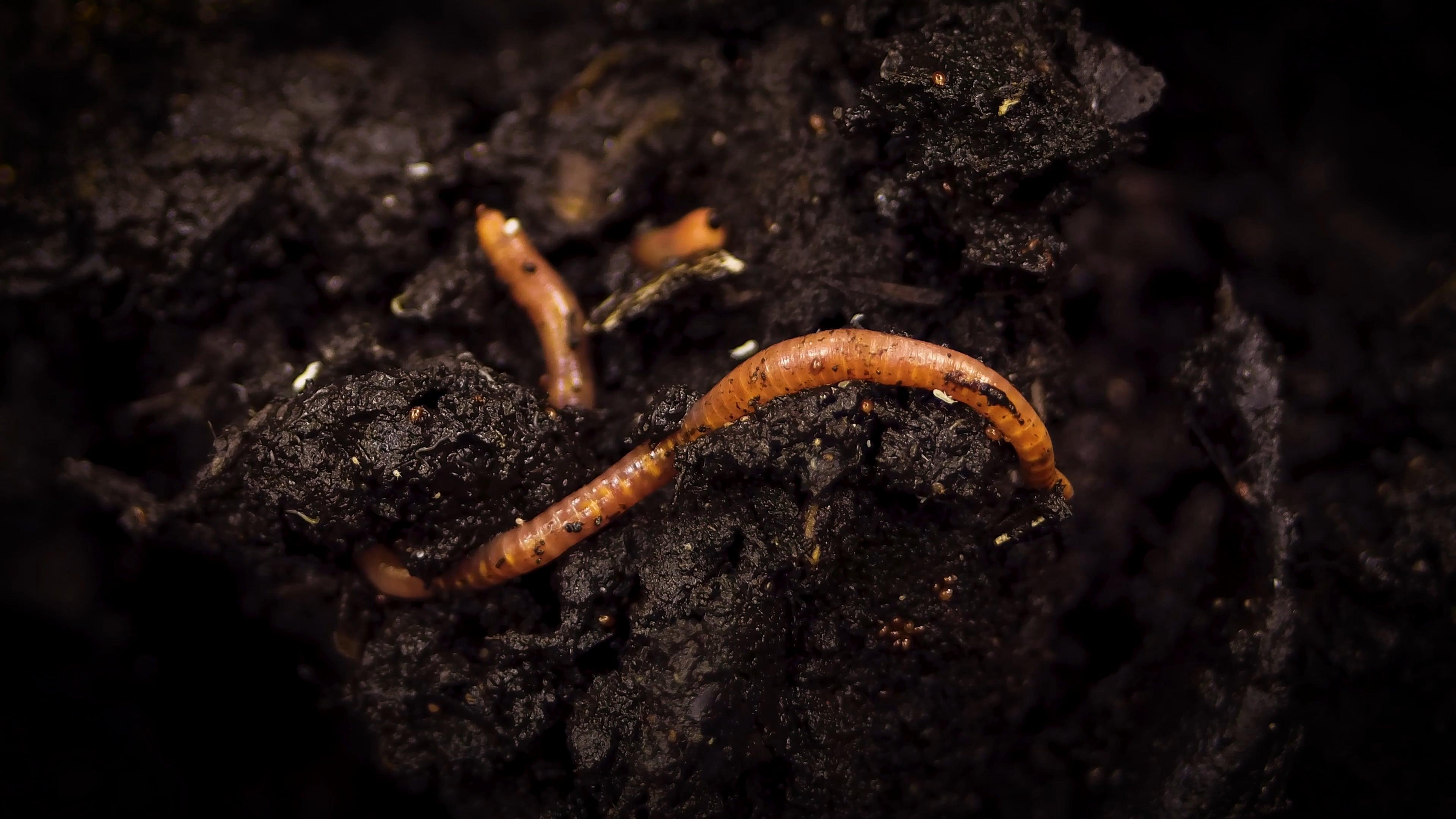 What do you use to measure an earthworm? 