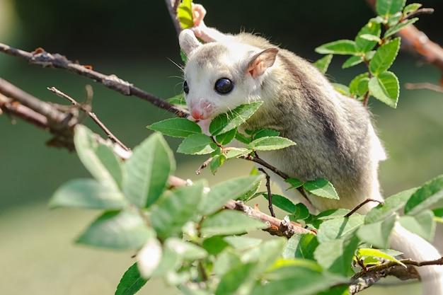 What exotic animals are legal in Virginia? 