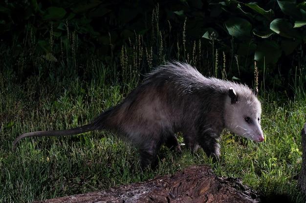 What exotic animals are legal in Virginia? 