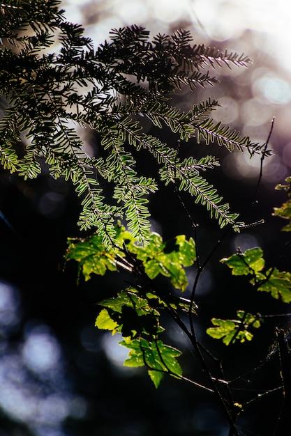What are the branches of zoology and its definition? 