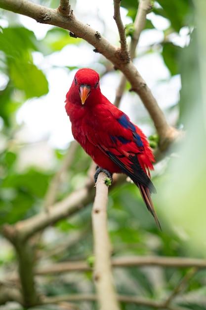 What are the branches of zoology and its definition? 