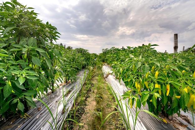 What is the importance of agriculture in the Philippines? 