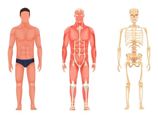 What is the importance of anatomy and physiology in physical education? 