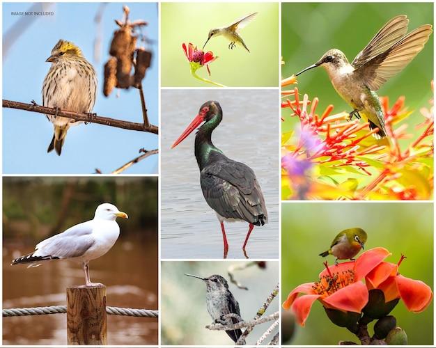 What is the lifespan of a swallow? 