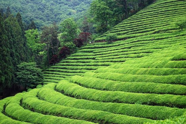What was the main food crop in southern China? 