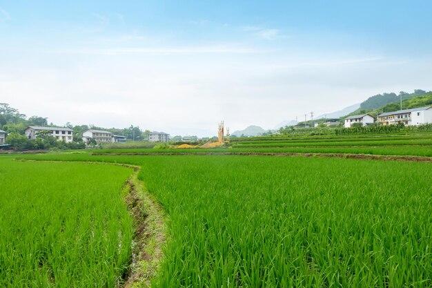 What was the main food crop in southern China? 