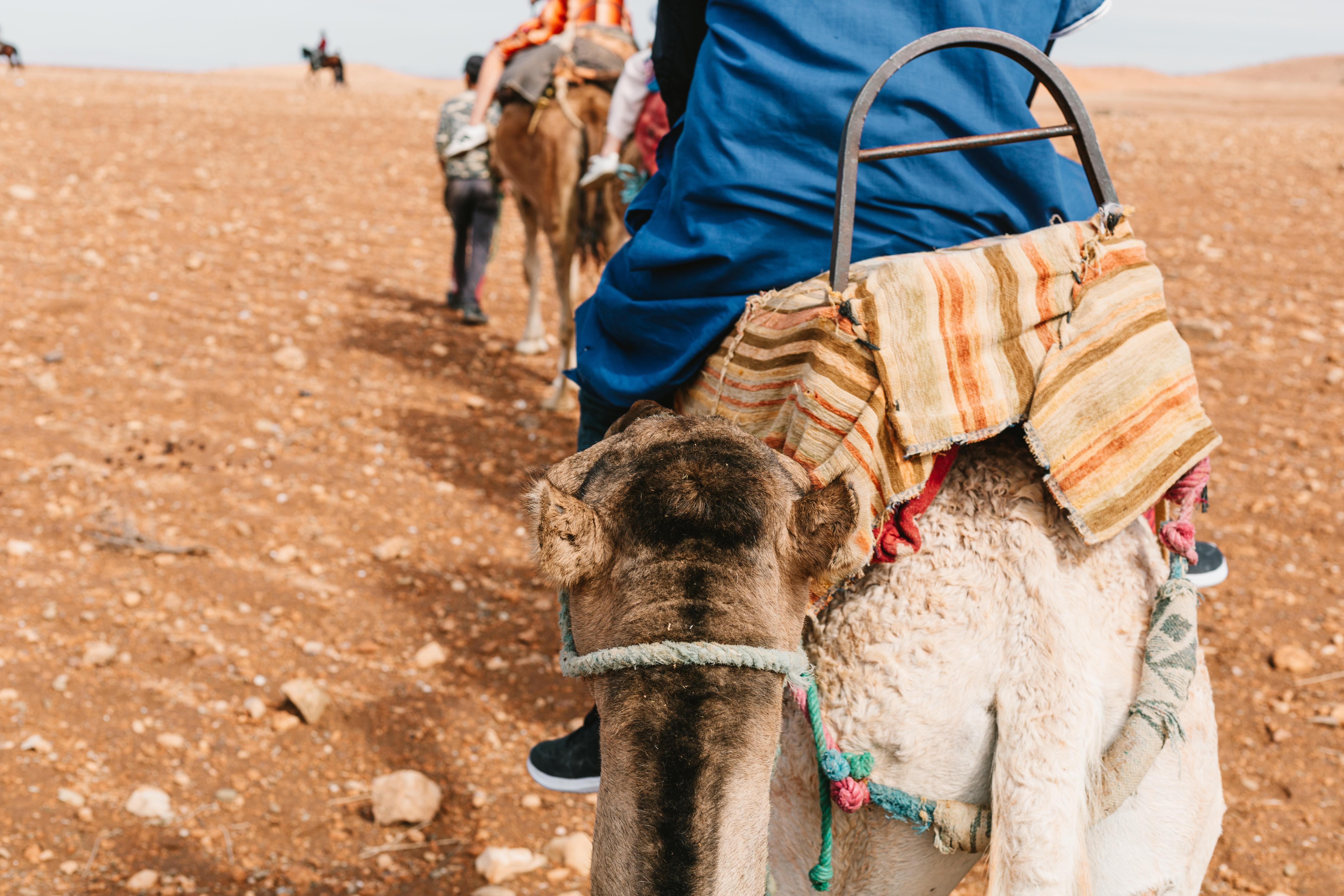 What is the main mode of transport in desert? 