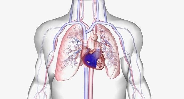 What are the main parts of the cardiovascular system? 
