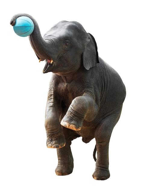 What is the main theme of shooting an elephant? 