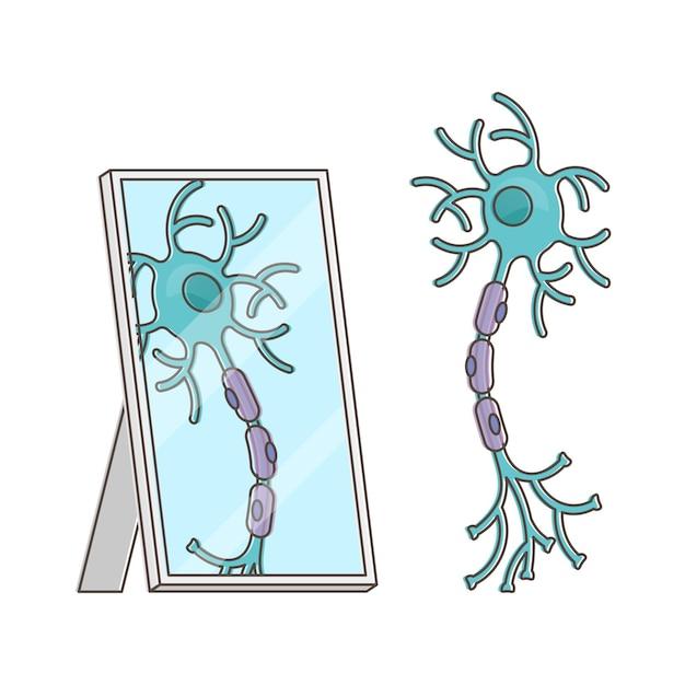 What is the mirror effect in psychology? 