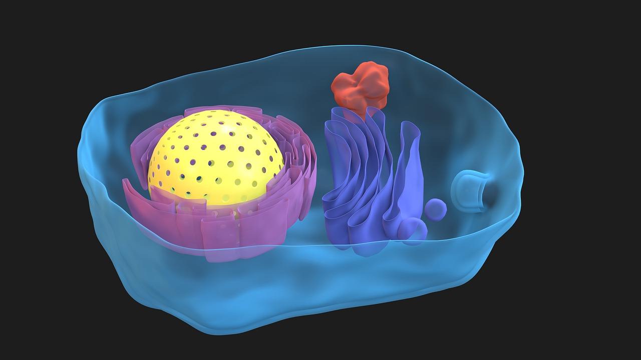 Why is the mitochondria a bad organelle? 