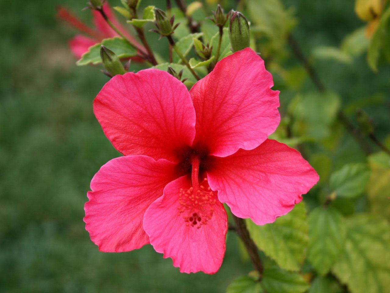 What is the meaning of hibiscus in Sanskrit? 