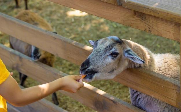 What are the best animals for a petting zoo? 
