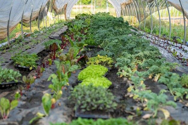 What are positive impacts of agricultural technology? 