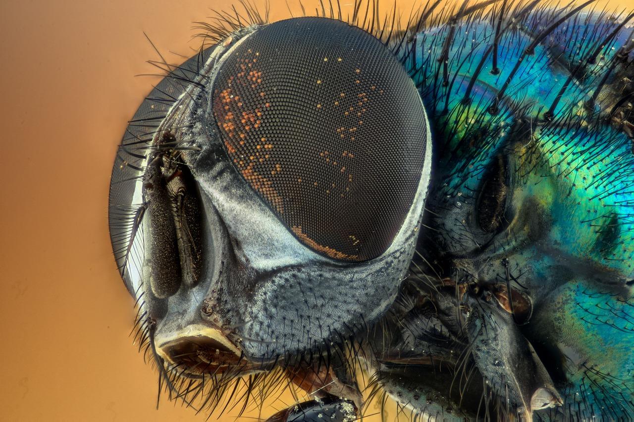 What is the purpose of compound eyes and simple eyes? 