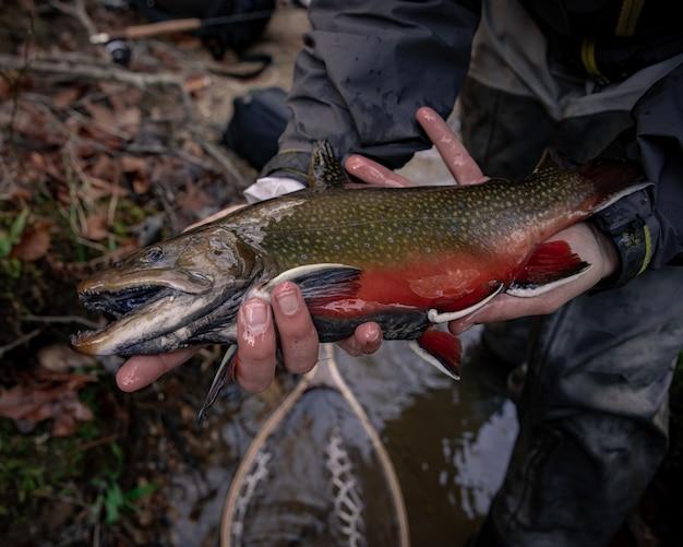 What is the largest pike ever caught in the UK? 