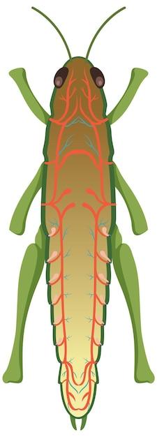 Where is the sensory organ on a grasshopper? 