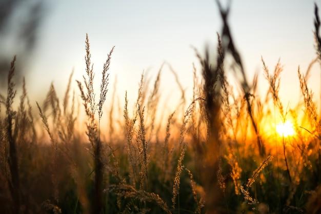 What is the setting of this story searching for summer? 