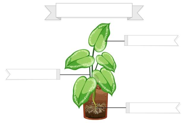 What is the significance of cohesion in writing? 
