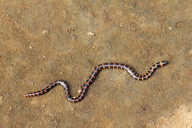 What is the significance of the double headed serpent? 