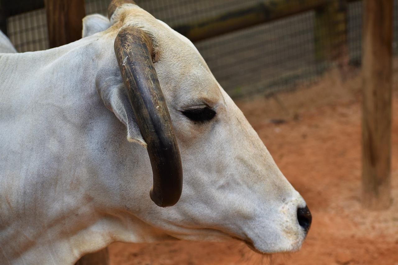 What sound does a cow make? 