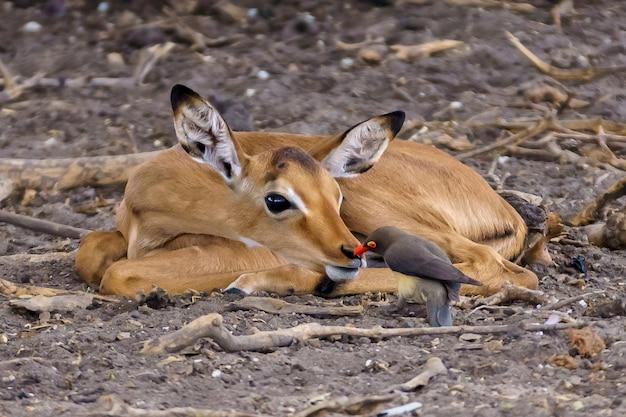 What is the symbiotic relationship between an ostrich and gazelle? 