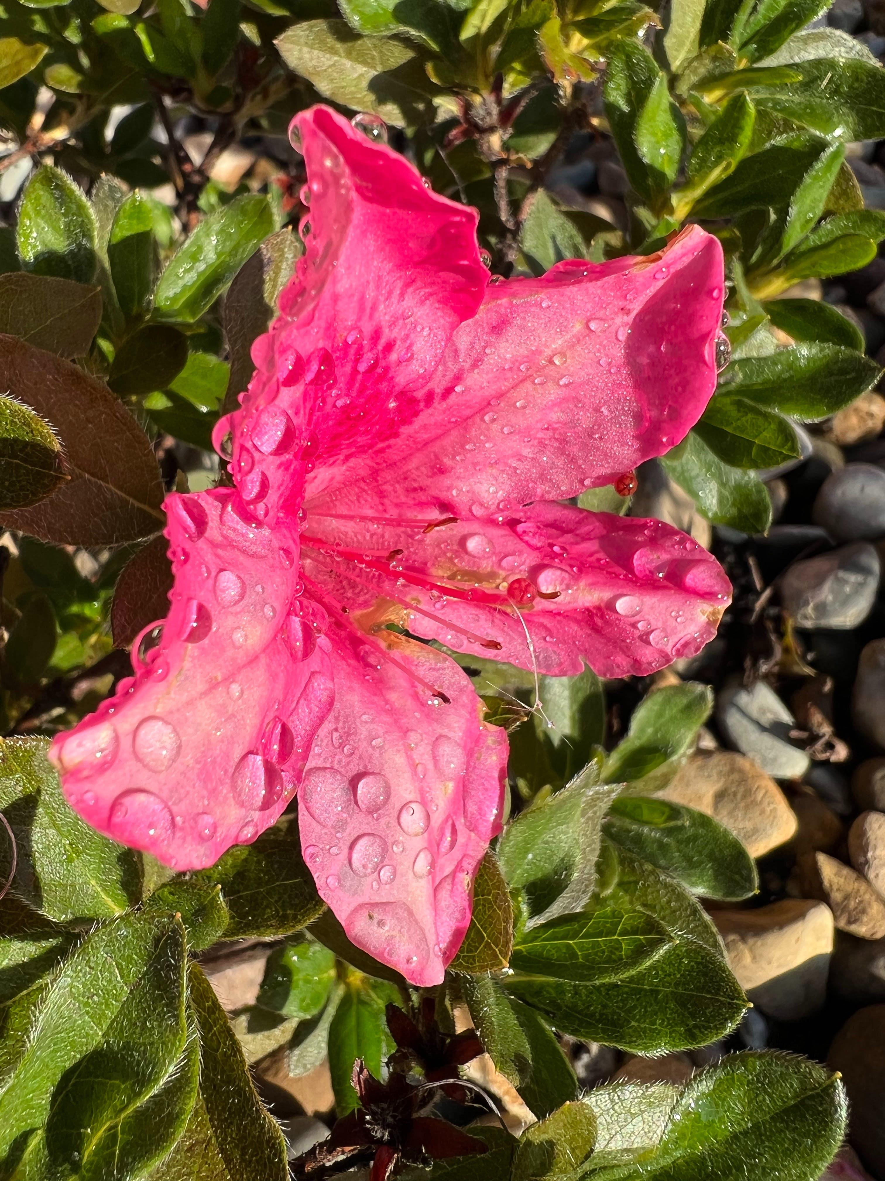 What do azaleas symbolize? 