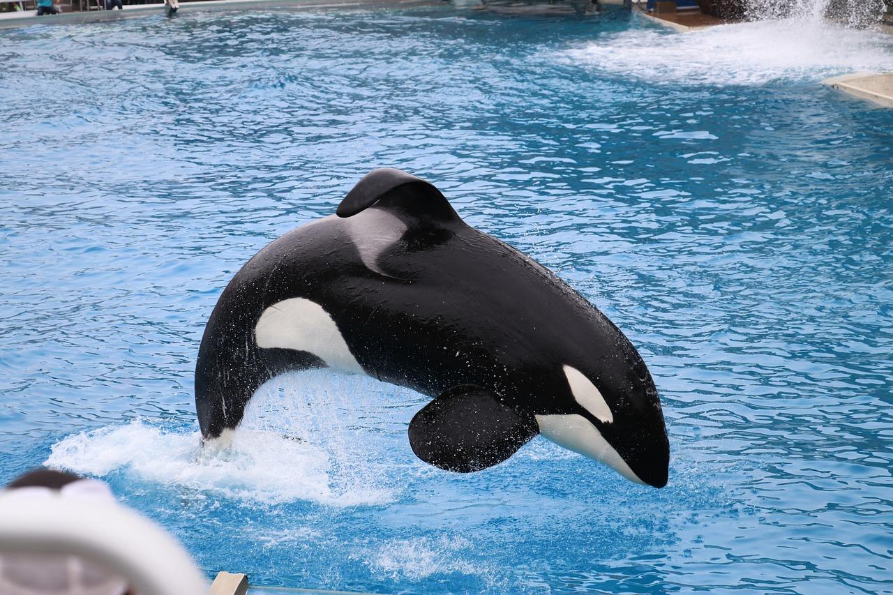 How many orca trainers have died at SeaWorld? 