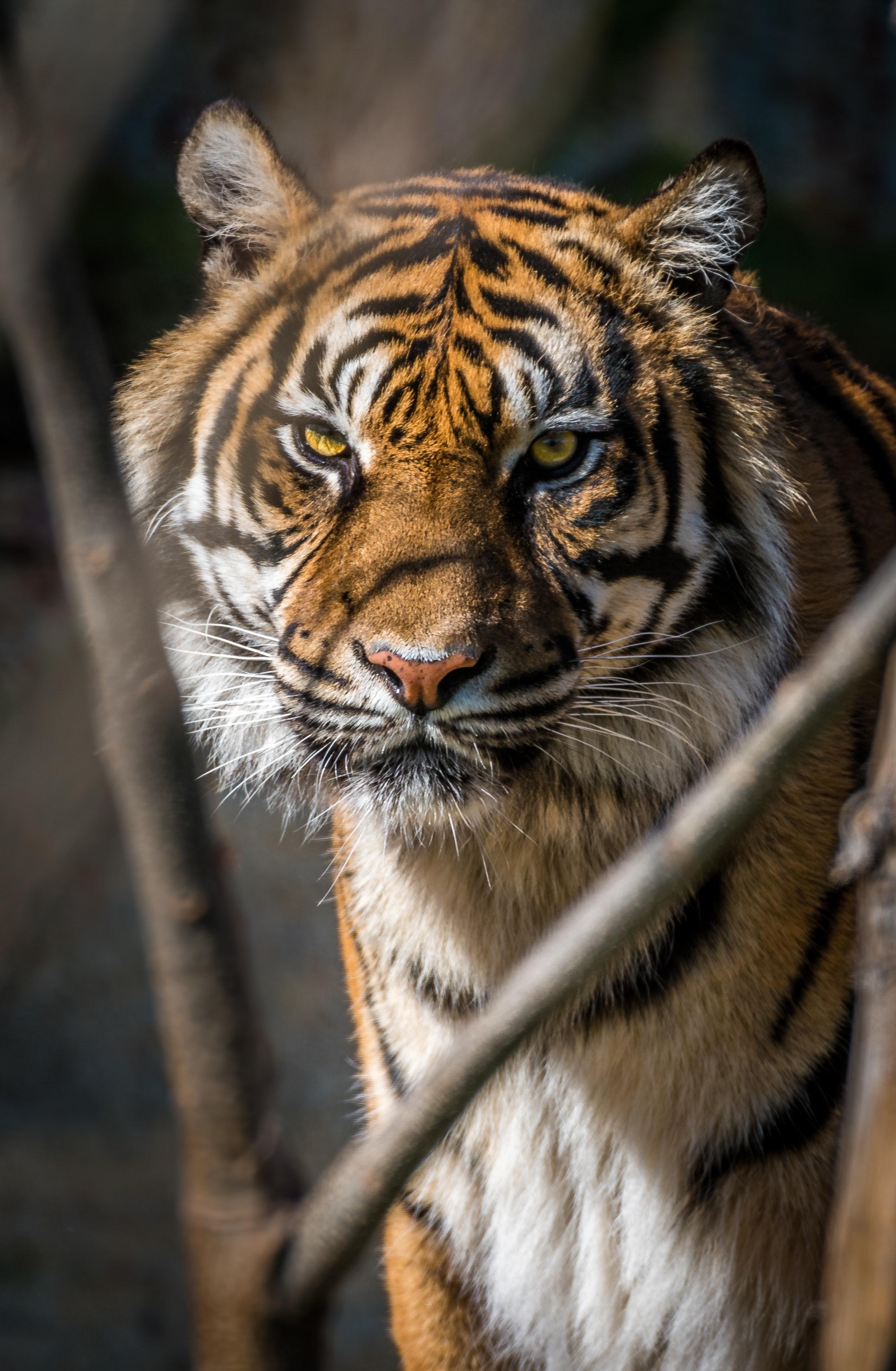 What is the main theme of the Tyger? 