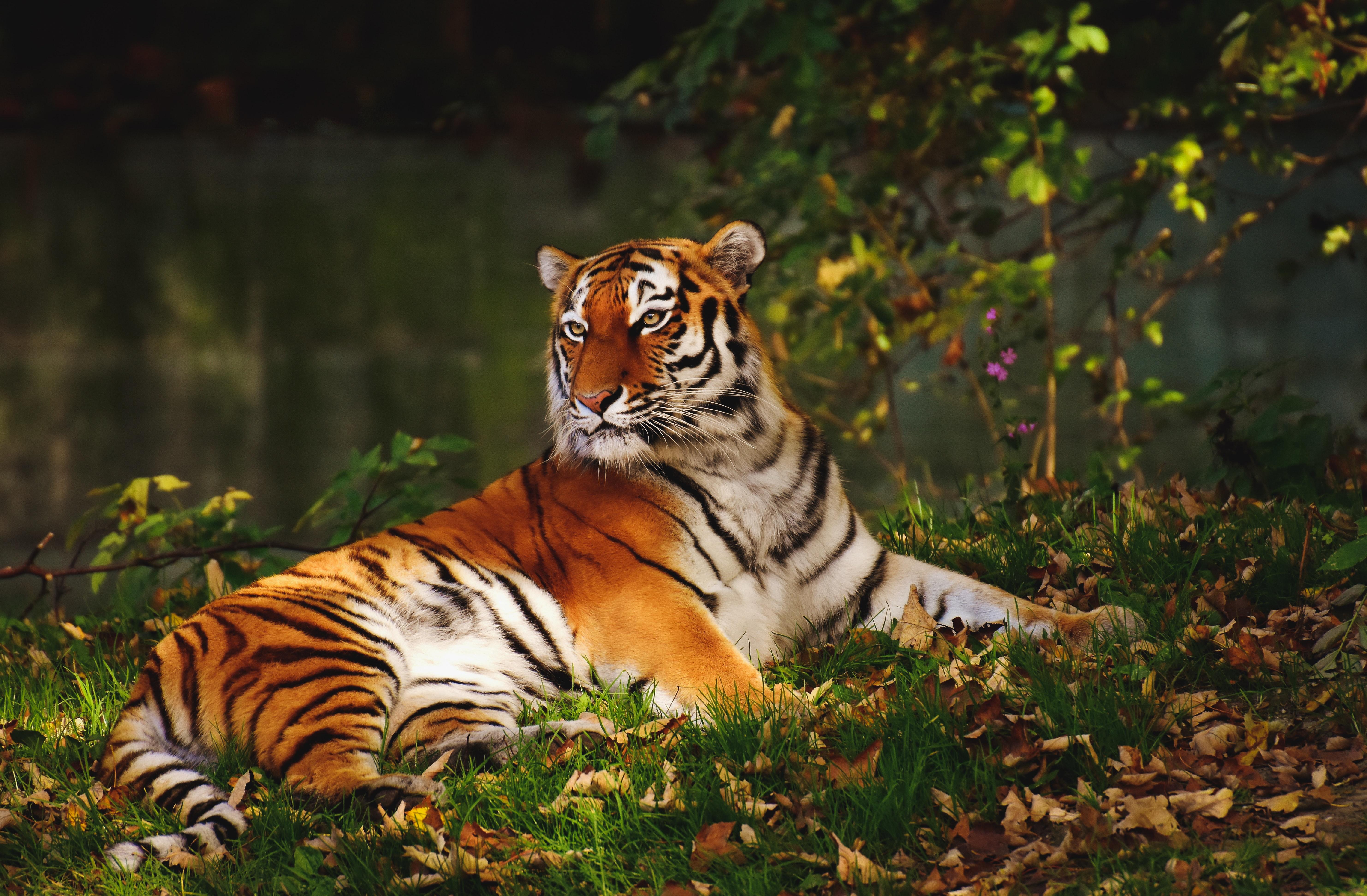 What is the main theme of the Tyger? 