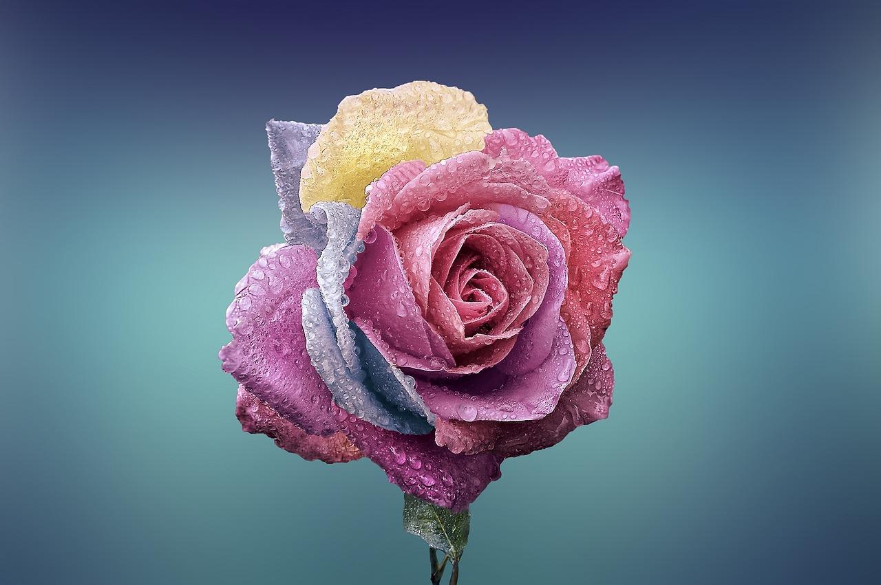 What TV channel is the Rose Bowl on today? 