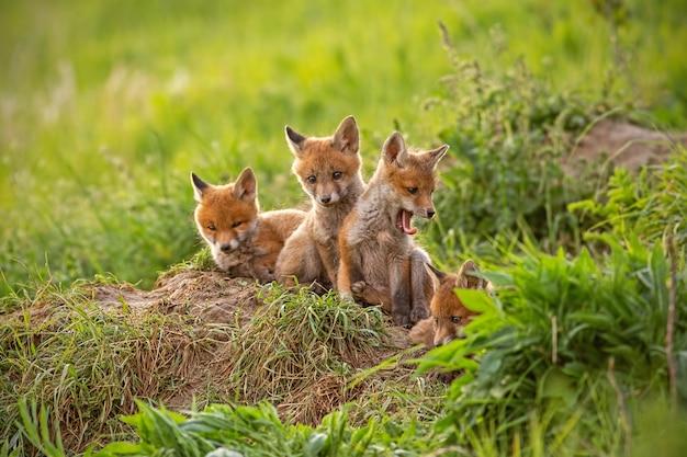 What role do foxes play in the ecosystem? 